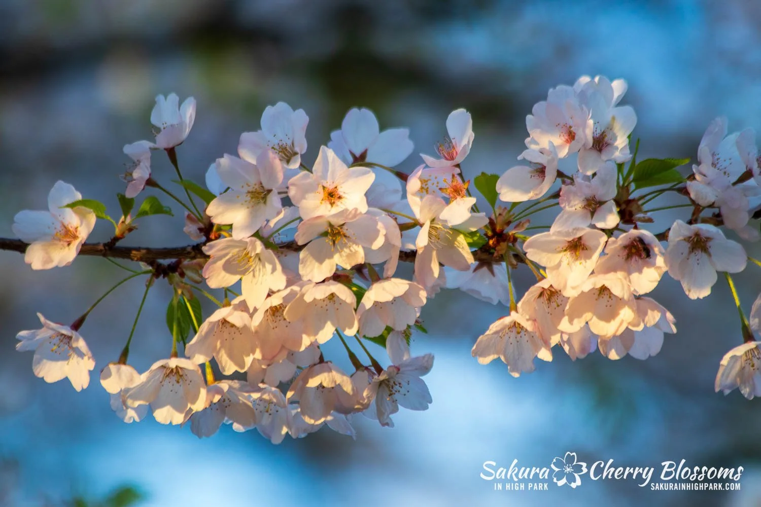 Sakura Watch May 6, 2025 - Peak Bloom continues in some